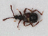  ( - RMNH.INS.536158)  @11 [ ] CreativeCommons - Attribution Non-Commercial Share-Alike (2012) Unspecified Naturalis, Biodiversity Centre