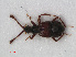  ( - RMNH.INS.536160)  @11 [ ] CreativeCommons - Attribution Non-Commercial Share-Alike (2012) Unspecified Naturalis, Biodiversity Centre