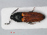  ( - RMNH.INS.536161)  @13 [ ] CreativeCommons - Attribution Non-Commercial Share-Alike (2012) Unspecified Naturalis, Biodiversity Centre