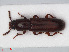  ( - RMNH.INS.536162)  @14 [ ] CreativeCommons - Attribution Non-Commercial Share-Alike (2012) Unspecified Naturalis, Biodiversity Centre