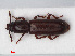  ( - RMNH.INS.536163)  @11 [ ] CreativeCommons - Attribution Non-Commercial Share-Alike (2012) Unspecified Naturalis, Biodiversity Centre