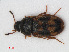  (Litargus connexus - RMNH.INS.536172)  @14 [ ] CreativeCommons - Attribution Non-Commercial Share-Alike (2012) Unspecified Naturalis, Biodiversity Centre