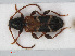  ( - RMNH.INS.536177)  @13 [ ] CreativeCommons - Attribution Non-Commercial Share-Alike (2012) Unspecified Naturalis, Biodiversity Centre