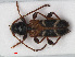  (Phymatodes alni - RMNH.INS.536179)  @14 [ ] CreativeCommons - Attribution Non-Commercial Share-Alike (2012) Unspecified Naturalis, Biodiversity Centre