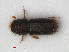  (Taphrorychus - RMNH.INS.536182)  @14 [ ] CreativeCommons - Attribution Non-Commercial Share-Alike (2012) Unspecified Naturalis, Biodiversity Centre