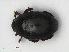  ( - RMNH.INS.536204)  @11 [ ] CreativeCommons - Attribution Non-Commercial Share-Alike (2012) Unspecified Naturalis, Biodiversity Centre