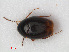  (Scaphisoma - RMNH.INS.536210)  @15 [ ] CreativeCommons - Attribution Non-Commercial Share-Alike (2012) Unspecified Naturalis, Biodiversity Centre