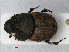  ( - RMNH.INS.536214)  @11 [ ] CreativeCommons - Attribution Non-Commercial Share-Alike (2012) Unspecified Naturalis, Biodiversity Centre