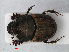  ( - RMNH.INS.536215)  @11 [ ] CreativeCommons - Attribution Non-Commercial Share-Alike (2012) Unspecified Naturalis, Biodiversity Centre