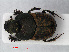  ( - RMNH.INS.536216)  @11 [ ] CreativeCommons - Attribution Non-Commercial Share-Alike (2012) Unspecified Naturalis, Biodiversity Centre