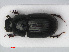  (Agrilinus - RMNH.INS.536219)  @15 [ ] CreativeCommons - Attribution Non-Commercial Share-Alike (2012) Unspecified Naturalis, Biodiversity Centre