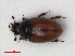  ( - RMNH.INS.536225)  @11 [ ] CreativeCommons - Attribution Non-Commercial Share-Alike (2012) Unspecified Naturalis, Biodiversity Centre
