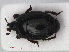  ( - RMNH.INS.536231)  @11 [ ] CreativeCommons - Attribution Non-Commercial Share-Alike (2012) Unspecified Naturalis, Biodiversity Centre