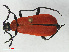 ( - RMNH.INS.536236)  @14 [ ] CreativeCommons - Attribution Non-Commercial Share-Alike (2012) Unspecified Naturalis, Biodiversity Centre