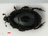  ( - RMNH.INS.536242)  @11 [ ] CreativeCommons - Attribution Non-Commercial Share-Alike (2012) Unspecified Naturalis, Biodiversity Centre