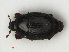  ( - RMNH.INS.536248)  @13 [ ] CreativeCommons - Attribution Non-Commercial Share-Alike (2012) Unspecified Naturalis, Biodiversity Centre