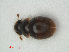  ( - RMNH.INS.536264)  @13 [ ] CreativeCommons - Attribution Non-Commercial Share-Alike (2012) Unspecified Naturalis, Biodiversity Centre