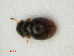  ( - RMNH.INS.536266)  @12 [ ] CreativeCommons - Attribution Non-Commercial Share-Alike (2012) Unspecified Naturalis, Biodiversity Centre