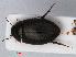  ( - RMNH.INS.536296)  @12 [ ] CreativeCommons - Attribution Non-Commercial Share-Alike (2012) Unspecified Naturalis, Biodiversity Centre
