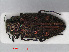  ( - RMNH.INS.536423)  @14 [ ] CreativeCommons - Attribution Non-Commercial Share-Alike (2012) Unspecified Naturalis, Biodiversity Centre