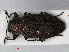  ( - RMNH.INS.536424)  @13 [ ] CreativeCommons - Attribution Non-Commercial Share-Alike (2012) Unspecified Naturalis, Biodiversity Centre