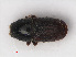  (Scolytus intricatus - RMNH.INS.536437)  @14 [ ] CreativeCommons - Attribution Non-Commercial Share-Alike (2012) Unspecified Naturalis, Biodiversity Centre