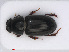  ( - RMNH.INS.542792)  @14 [ ] CreativeCommons - Attribution Non-Commercial Share-Alike (2013) Unspecified Naturalis Biodiversity Center