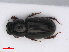  (Liothorax - RMNH.INS.542794)  @14 [ ] CreativeCommons - Attribution Non-Commercial Share-Alike (2013) Unspecified Naturalis Biodiversity Center