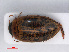  ( - RMNH.INS.542825)  @13 [ ] CreativeCommons - Attribution Non-Commercial Share-Alike (2013) Unspecified Naturalis Biodiversity Center