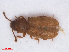  ( - RMNH.INS.542867)  @12 [ ] CreativeCommons - Attribution Non-Commercial Share-Alike (2013) Unspecified Naturalis Biodiversity Center