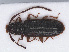  ( - RMNH.INS.542880)  @13 [ ] CreativeCommons - Attribution Non-Commercial Share-Alike (2013) Unspecified Naturalis Biodiversity Center