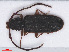  ( - RMNH.INS.542881)  @13 [ ] CreativeCommons - Attribution Non-Commercial Share-Alike (2013) Unspecified Naturalis Biodiversity Center