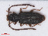  (Brontini - RMNH.INS.542882)  @14 [ ] CreativeCommons - Attribution Non-Commercial Share-Alike (2013) Unspecified Naturalis Biodiversity Center