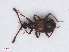  ( - RMNH.INS.542883)  @13 [ ] CreativeCommons - Attribution Non-Commercial Share-Alike (2013) Unspecified Naturalis Biodiversity Center