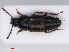  ( - RMNH.INS.542931)  @13 [ ] CreativeCommons - Attribution Non-Commercial Share-Alike (2013) Unspecified Naturalis Biodiversity Center