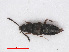  (Acrotona benicki - RMNH.INS.542933)  @13 [ ] CreativeCommons - Attribution Non-Commercial Share-Alike (2013) Unspecified Naturalis Biodiversity Center