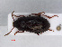  ( - RMNH.INS.542939)  @13 [ ] CreativeCommons - Attribution Non-Commercial Share-Alike (2013) Unspecified Naturalis Biodiversity Center