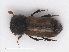  ( - RMNH.INS.542957)  @13 [ ] CreativeCommons - Attribution Non-Commercial Share-Alike (2013) Unspecified Naturalis Biodiversity Center