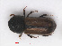  ( - RMNH.INS.542958)  @13 [ ] CreativeCommons - Attribution Non-Commercial Share-Alike (2013) Unspecified Naturalis Biodiversity Center