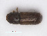  (Taphrorychus bicolor - RMNH.INS.542959)  @14 [ ] CreativeCommons - Attribution Non-Commercial Share-Alike (2013) Unspecified Naturalis Biodiversity Center