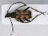  ( - RMNH.INS.542981)  @13 [ ] CreativeCommons - Attribution Non-Commercial Share-Alike (2013) Unspecified Naturalis Biodiversity Center