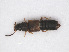  ( - RMNH.INS.542993)  @11 [ ] CreativeCommons - Attribution Non-Commercial Share-Alike (2013) Unspecified Naturalis Biodiversity Center