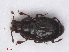  (Plegaderus dissectus - RMNH.INS.543075)  @13 [ ] CreativeCommons - Attribution Non-Commercial Share-Alike (2013) Unspecified Naturalis Biodiversity Center