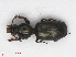  ( - RMNH.INS.543136)  @11 [ ] CreativeCommons - Attribution Non-Commercial Share-Alike (2013) Unspecified Naturalis Biodiversity Center