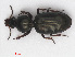  ( - RMNH.INS.543137)  @11 [ ] CreativeCommons - Attribution Non-Commercial Share-Alike (2013) Unspecified Naturalis Biodiversity Center