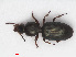  ( - RMNH.INS.543138)  @11 [ ] CreativeCommons - Attribution Non-Commercial Share-Alike (2013) Unspecified Naturalis Biodiversity Center