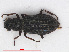  (Hydrochus crenatus - RMNH.INS.543203)  @13 [ ] CreativeCommons - Attribution Non-Commercial Share-Alike (2013) Unspecified Naturalis Biodiversity Center