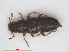  ( - RMNH.INS.543204)  @11 [ ] CreativeCommons - Attribution Non-Commercial Share-Alike (2013) Unspecified Naturalis Biodiversity Center
