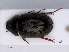  ( - RMNH.INS.543205)  @13 [ ] CreativeCommons - Attribution Non-Commercial Share-Alike (2013) Unspecified Naturalis Biodiversity Center