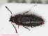  ( - RMNH.INS.543239)  @13 [ ] CreativeCommons - Attribution Non-Commercial Share-Alike (2013) Unspecified Naturalis Biodiversity Center